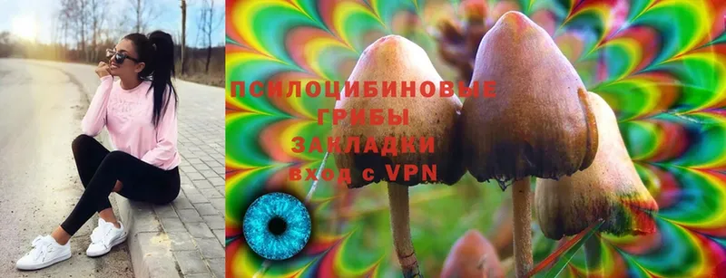 Галлюциногенные грибы Cubensis  Кириши 